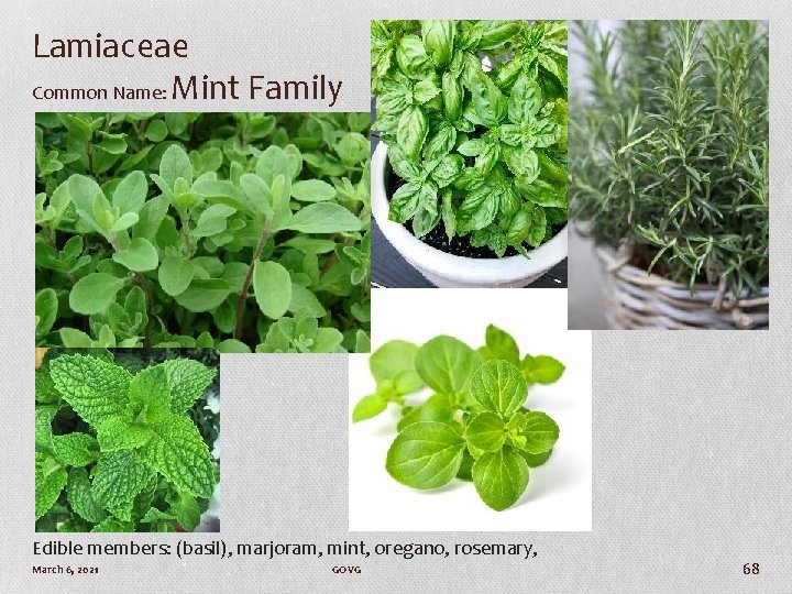 Lamiaceae Common Name: Mint Family Edible members: (basil), marjoram, mint, oregano, rosemary, March 6,
