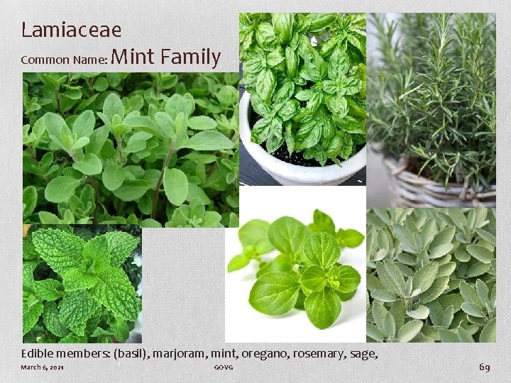 Lamiaceae Common Name: Mint Family Edible members: (basil), marjoram, mint, oregano, rosemary, sage, March