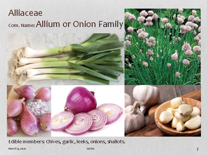 Alliaceae Com. Name: Allium or Onion Family Edible members: Chives, garlic, leeks, onions, shallots.