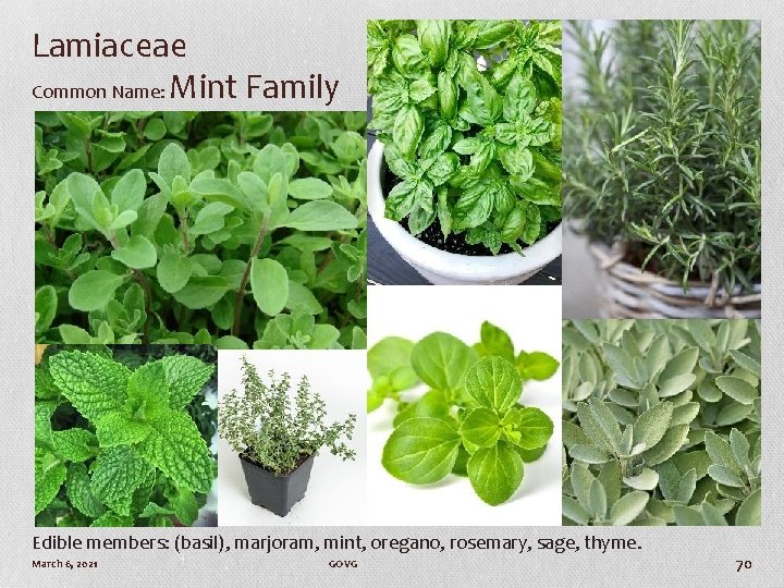 Lamiaceae Common Name: Mint Family Edible members: (basil), marjoram, mint, oregano, rosemary, sage, thyme.