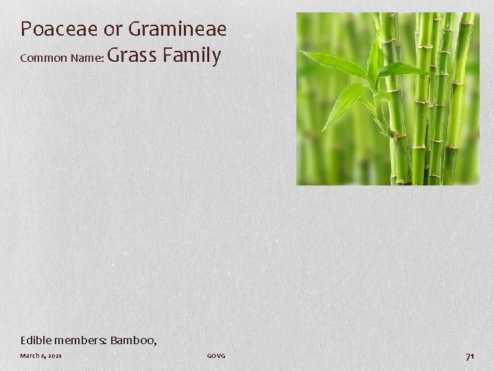 Poaceae or Gramineae Common Name: Grass Family Edible members: Bamboo, March 6, 2021 GOVG