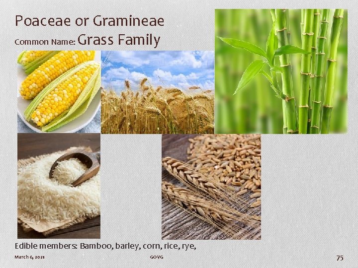 Poaceae or Gramineae Common Name: Grass Family Edible members: Bamboo, barley, corn, rice, rye,