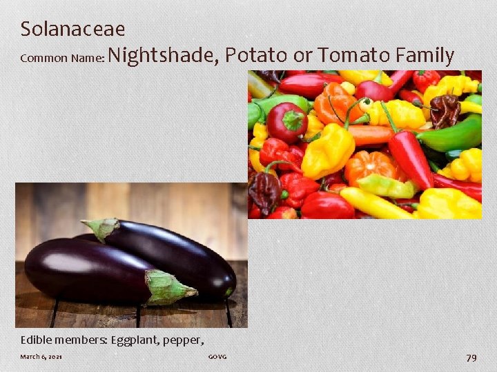 Solanaceae Common Name: Nightshade, Potato or Tomato Family Edible members: Eggplant, pepper, March 6,