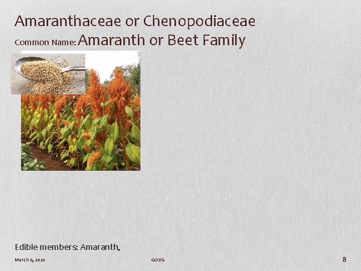 Amaranthaceae or Chenopodiaceae Common Name: Amaranth or Beet Family Edible members: Amaranth, March 6,