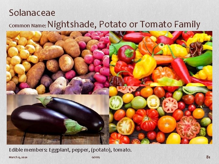 Solanaceae Common Name: Nightshade, Potato or Tomato Family Edible members: Eggplant, pepper, (potato), tomato.