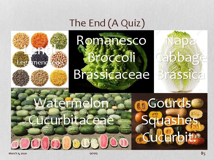 The End (A Quiz) Lentil Legumenoseae Romanesco Napa Broccoli Cabbage Brassicaceae Brassica Watermelon Cucurbitaceae