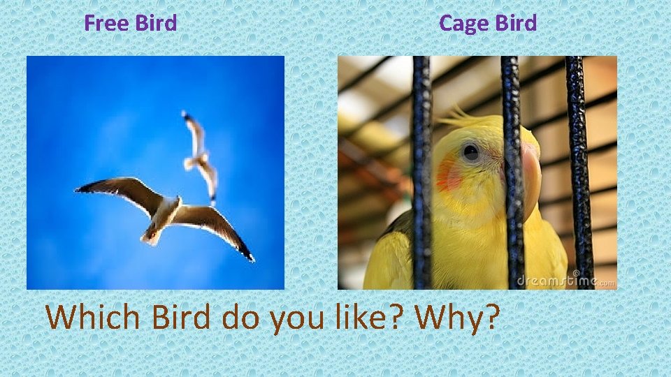 Free Bird Cage Bird Which Bird do you like? Why? 