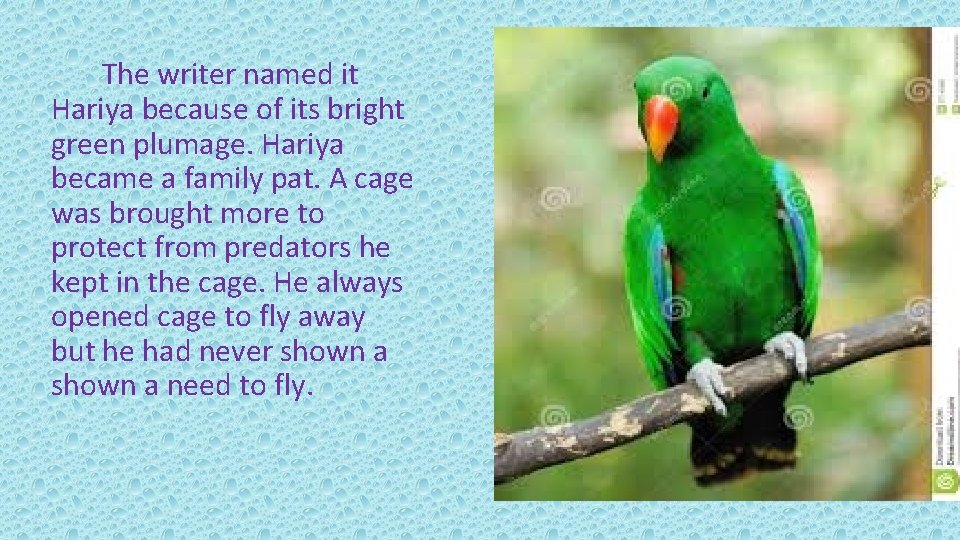 The writer named it Hariya because of its bright green plumage. Hariya became a
