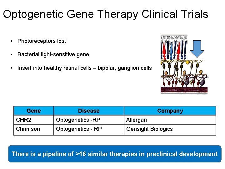 Optogenetic Gene Therapy Clinical Trials • Photoreceptors lost • Bacterial light-sensitive gene • Insert
