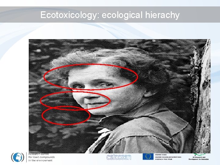 Ecotoxicology: ecological hierachy 