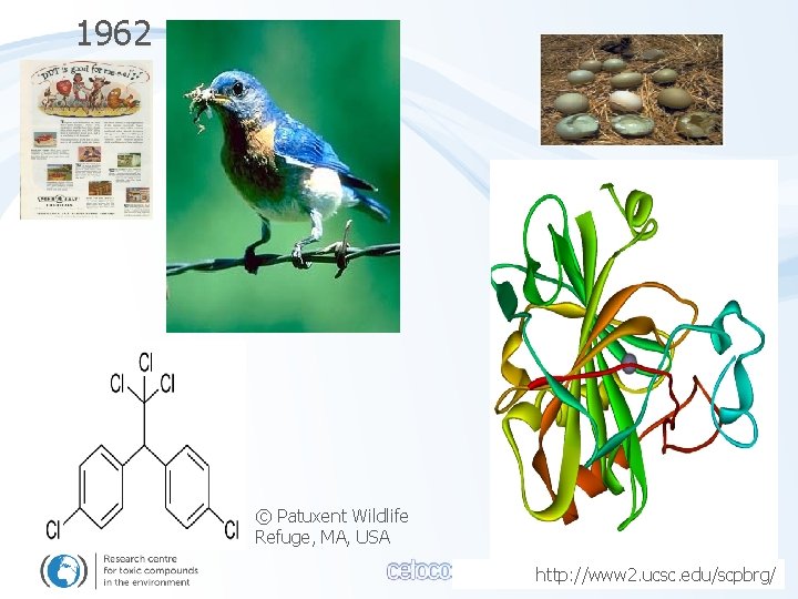 1962 © Patuxent Wildlife Refuge, MA, USA http: //www 2. ucsc. edu/scpbrg/ 