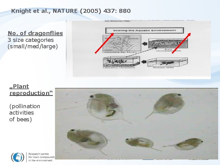 Knight et al. , NATURE (2005) 437: 880 No. of dragonflies 3 size categories