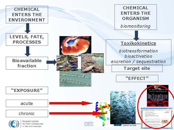 CHEMICAL ENTERS THE ENVIRONMENT CHEMICAL ENTERS THE ORGANISM biomonitoring LEVELS, FATE, PROCESSES Bioavailable fraction