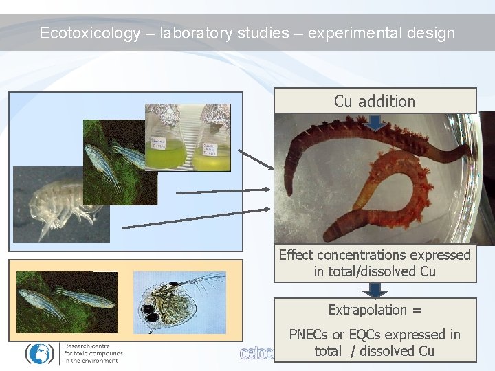 Ecotoxicology – laboratory studies – experimental design Cu addition Effect concentrations expressed in total/dissolved