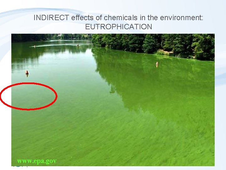 INDIRECT effects of chemicals in the environment: EUTROPHICATION www. epa. gov 