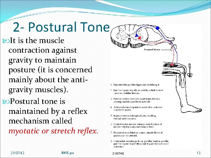 2 - Postural Tone It is the muscle contraction against gravity to maintain posture