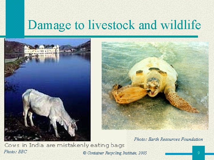 Damage to livestock and wildlife Photo: Earth Resources Foundation Photo: BBC © Container Recycling
