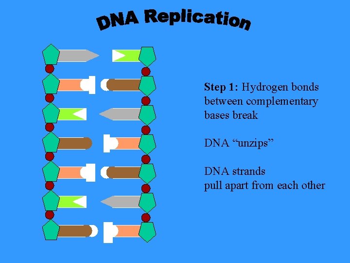 Step 1: Hydrogen bonds between complementary bases break DNA “unzips” DNA strands pull apart