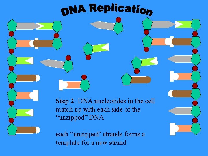 Step 2: DNA nucleotides in the cell match up with each side of the