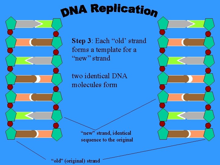 Step 3: Each “old’ strand forms a template for a “new” strand two identical