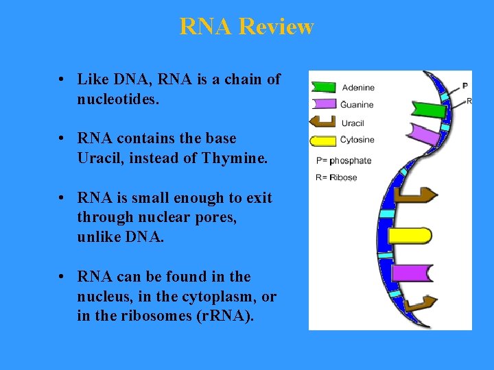 RNA Review • Like DNA, RNA is a chain of nucleotides. • RNA contains