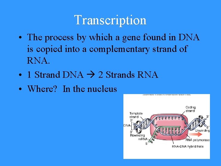 Transcription • The process by which a gene found in DNA is copied into