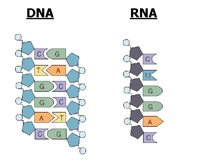 DNA RNA 