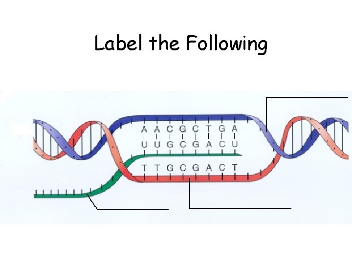 Label the Following 