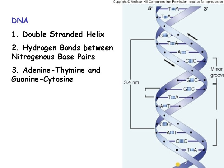 DNA 1. Double Stranded Helix 2. Hydrogen Bonds between Nitrogenous Base Pairs 3. Adenine-Thymine