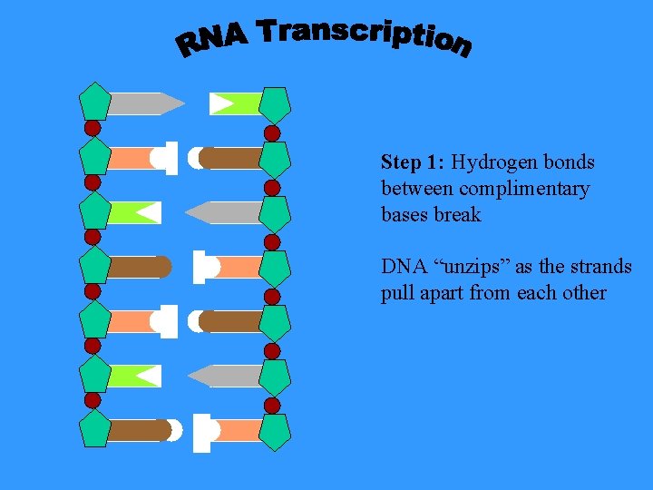 Step 1: Hydrogen bonds between complimentary bases break DNA “unzips” as the strands pull