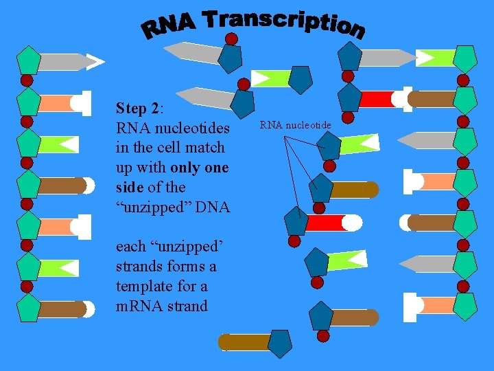 Step 2: RNA nucleotides in the cell match up with only one side of