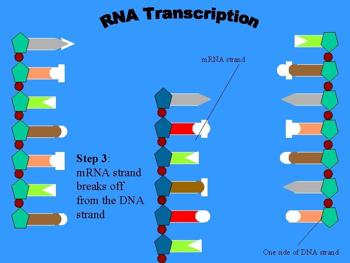 m. RNA strand Step 3: m. RNA strand breaks off from the DNA strand