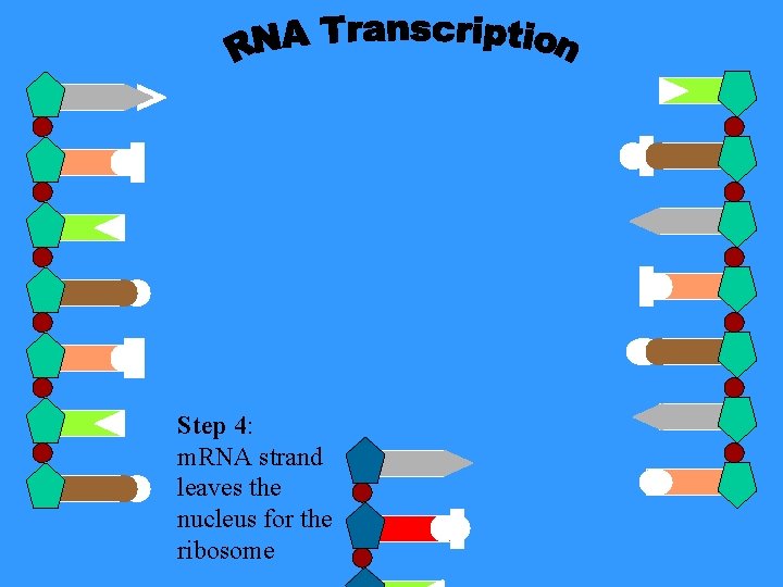 Step 4: m. RNA strand leaves the nucleus for the ribosome 