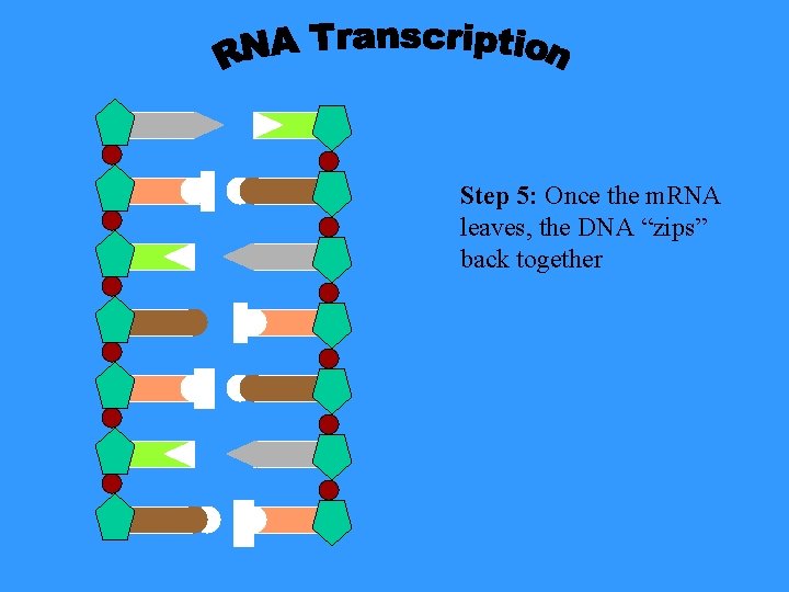 Step 5: Once the m. RNA leaves, the DNA “zips” back together 
