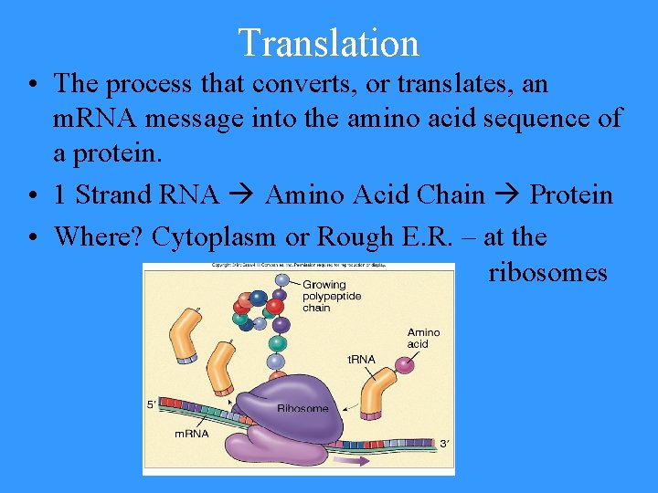 Translation • The process that converts, or translates, an m. RNA message into the
