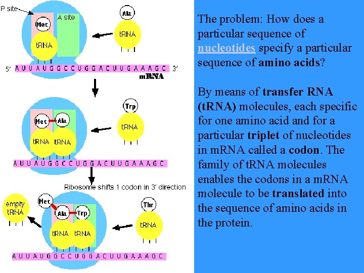 The problem: How does a particular sequence of nucleotides specify a particular sequence of