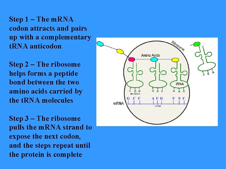 Step 1 – The m. RNA codon attracts and pairs up with a complementary