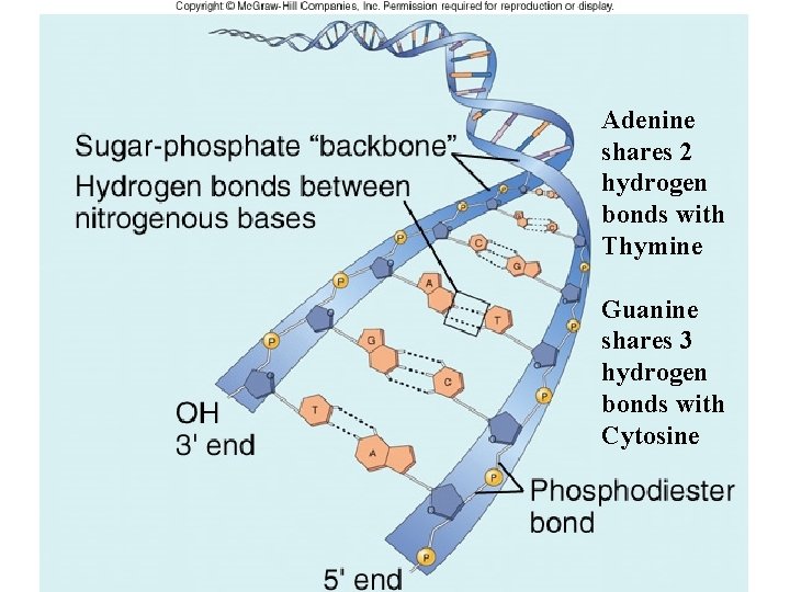 Adenine shares 2 hydrogen bonds with Thymine Guanine shares 3 hydrogen bonds with Cytosine