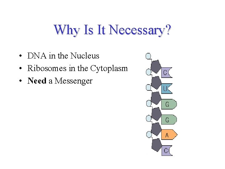 Why Is It Necessary? • DNA in the Nucleus • Ribosomes in the Cytoplasm