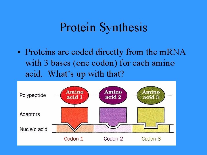 Protein Synthesis • Proteins are coded directly from the m. RNA with 3 bases