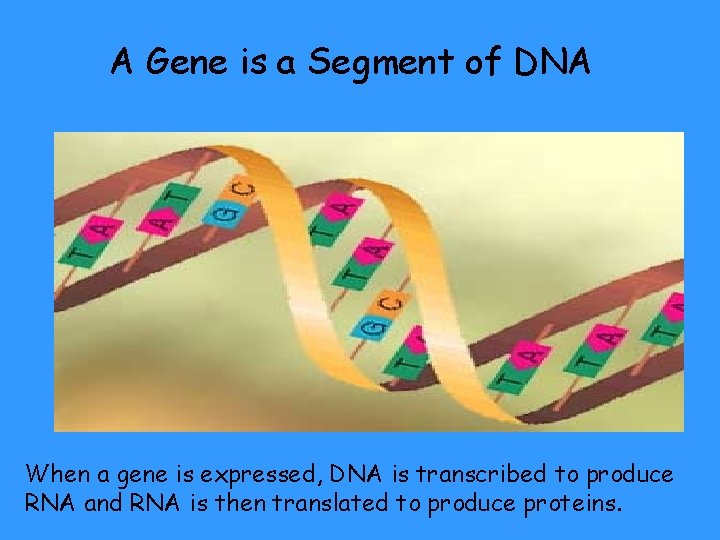 A Gene is a Segment of DNA When a gene is expressed, DNA is