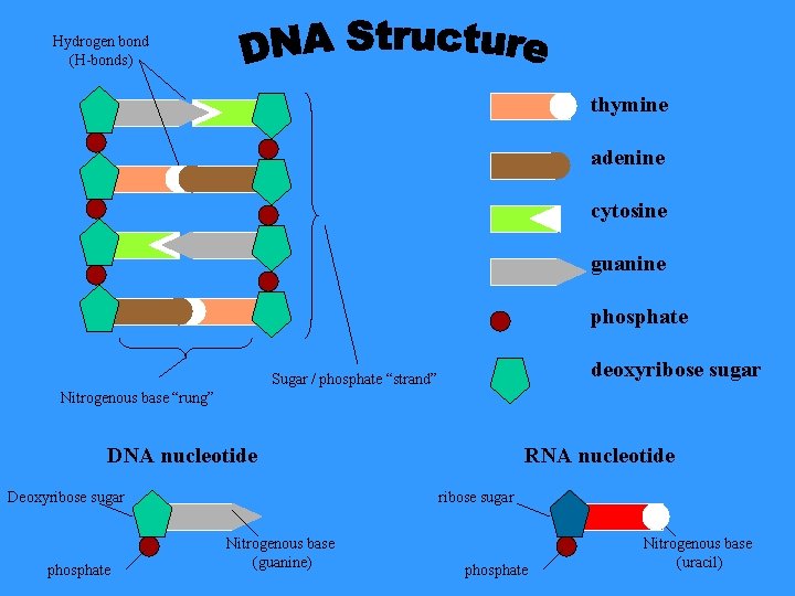 Hydrogen bond (H-bonds) thymine adenine cytosine guanine phosphate deoxyribose sugar Sugar / phosphate “strand”