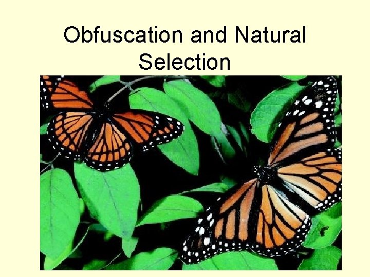 Obfuscation and Natural Selection 