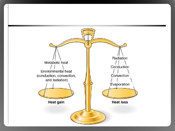 Exercise in Hot and Cold Environments Body Temperature
