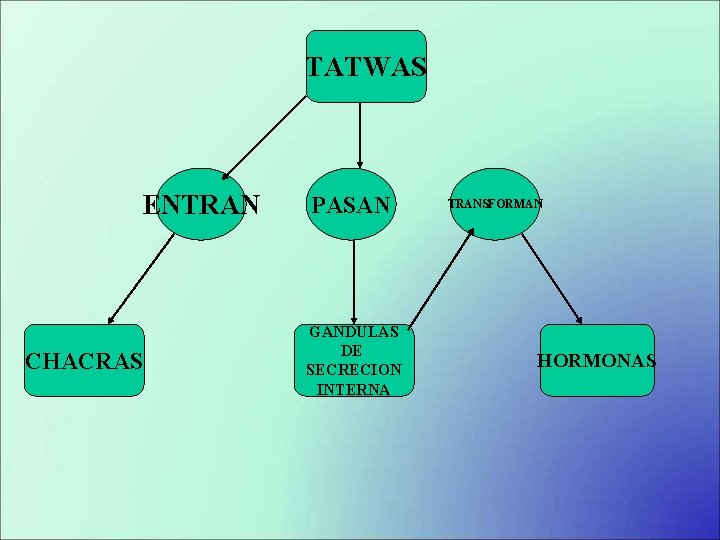 TATWAS ENTRAN CHACRAS PASAN GANDULAS DE SECRECION INTERNA TRANSFORMAN HORMONAS 