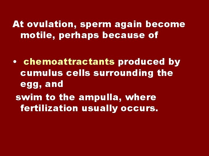 At ovulation, sperm again become motile, perhaps because of • chemoattractants produced by cumulus