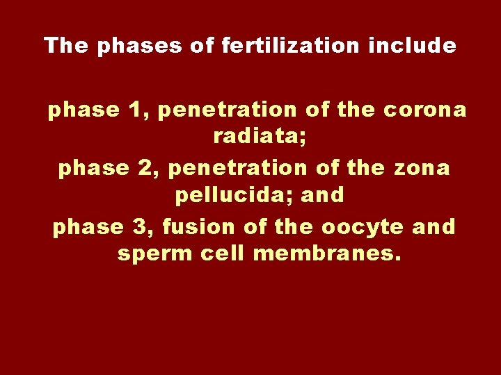 The phases of fertilization include phase 1, penetration of the corona radiata; phase 2,