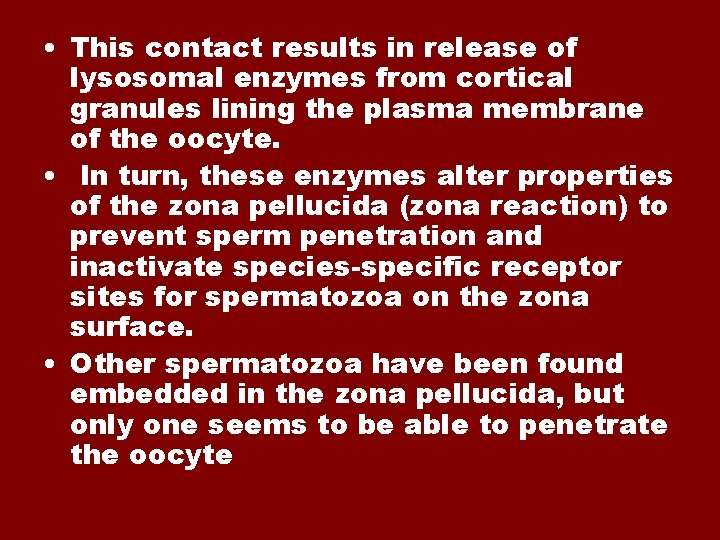  • This contact results in release of lysosomal enzymes from cortical granules lining