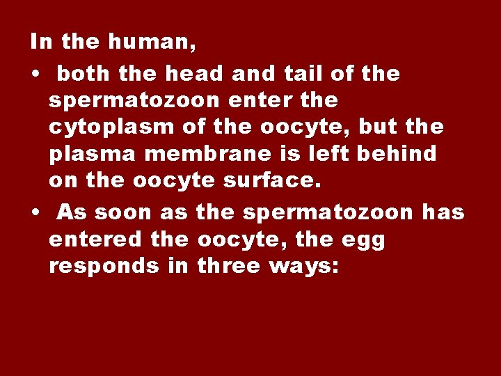 In the human, • both the head and tail of the spermatozoon enter the