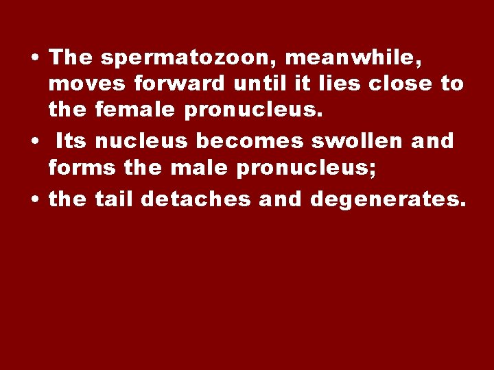  • The spermatozoon, meanwhile, moves forward until it lies close to the female